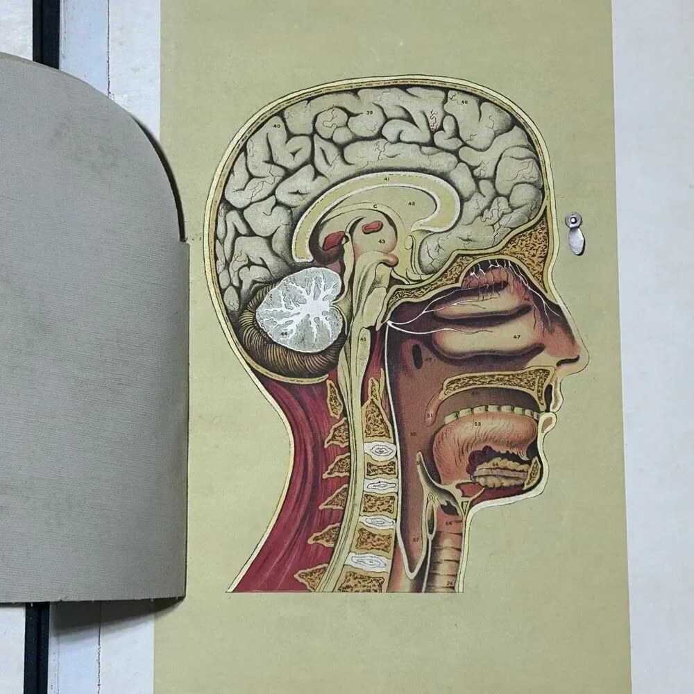 Vtg Western Publishing Nurses/Physician's Anatomical Aid by Ira E. Bunn & Co.